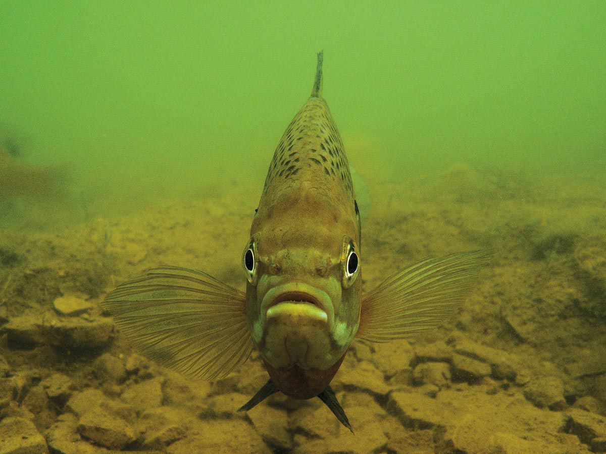 Bluegill